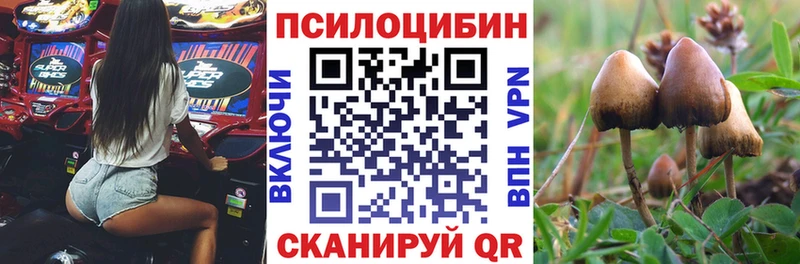 купить наркотик  Заводоуковск  Псилоцибиновые грибы мицелий 